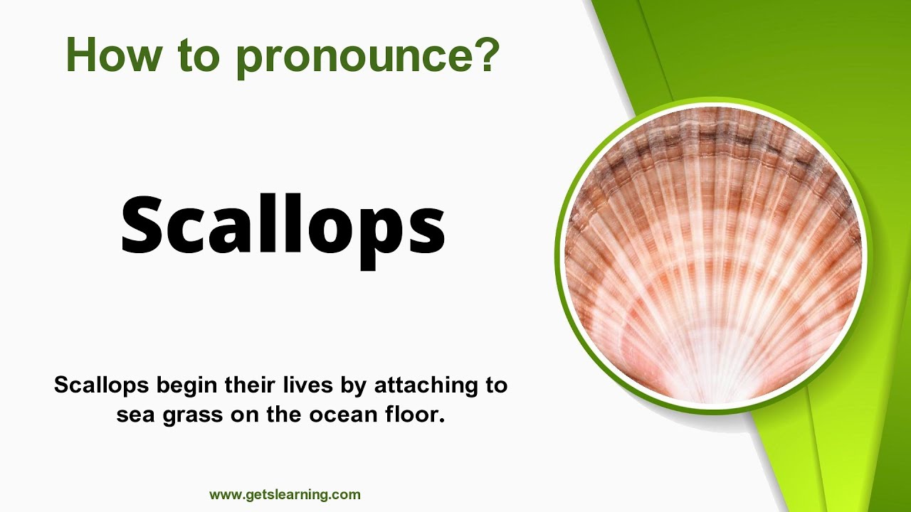 How to pronounce Scallops in English correctly YouTube