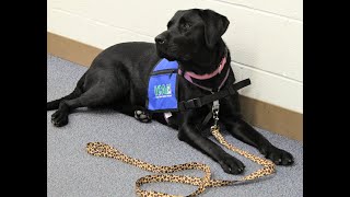 Meet Simi, a facility dog at Creekside Elementary School.