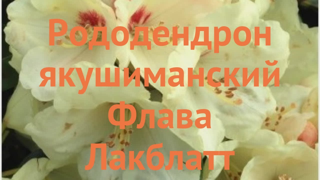 Рододендрон якушиманский Флава Лакблатт 🌿 обзор: как сажать, саженцы рододендроны Флава Лакблатт