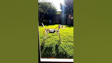 A Dog-Shaped Robot Walking smoothly powered by just one battery. #robotics #diy