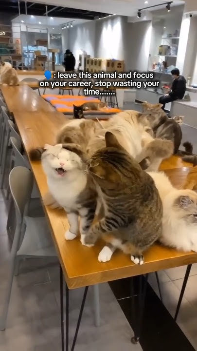 Love Is Waste Of Time cat cats catlover catshorts catvideos love-is-waste-of-time-cat-cats-catlover-catshorts-catvideos