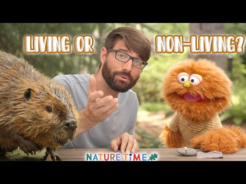 Discovering Living & Non-Living Things | Garbanzo's Pet Rock | Kids Science | Nature Time