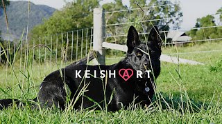 KEISHART | VLOG 13 | How do I train my German Shepherd dog: some useful tricks for you!