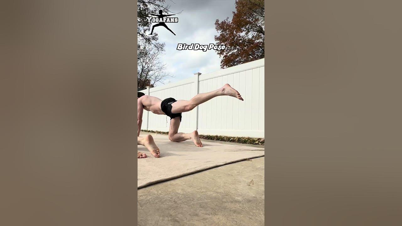 How To Do Bird Dog Pose Yoga For Men shorts YouTube how-to-do-bird-dog-pose-yoga-for-men-shorts-youtube