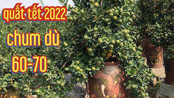 vườn quất tết 2022 chum dù 60-70 đẹp , giá quất chum dù tại vườn