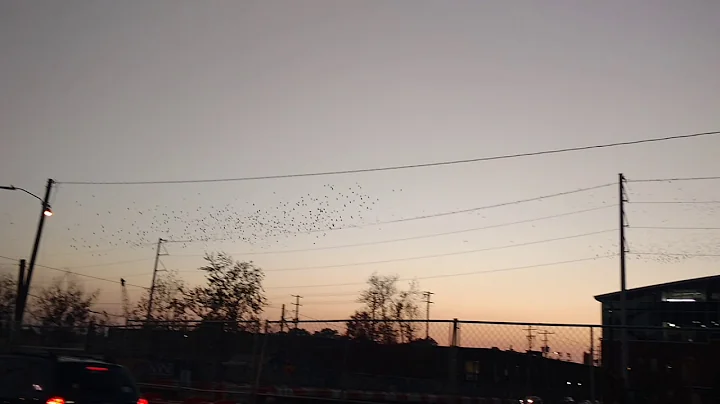 John Kirbow observes bird flight patters and ties ...