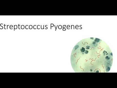 Video: Lo streptobacillus può essere plurale?