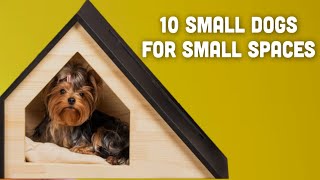 Top 10 Dog Breeds Ideal for Small Living Spaces by Welfare Of Dogs 130 views 5 months ago 10 minutes, 53 seconds