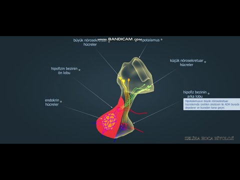 Hipofiz Bezi ve Hormonları