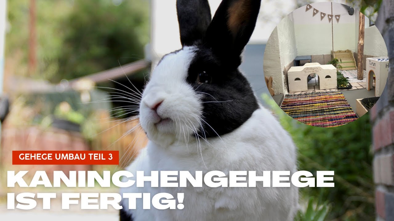 Endlich dürfen sie einziehen🥹 Kaninchengehege ist fast fertig!🐰