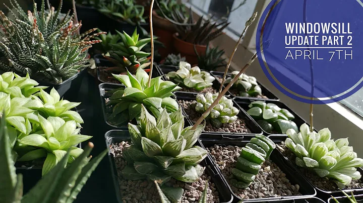 Windowsill Update Part 2 (Haworthia + Gymno + Crassula) - DayDayNews