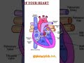 || NEET 👨🍳QUESTIONS || ALL THE COMTETIVE EXAM || FOR Ssc cgl and upsi all questions in biological