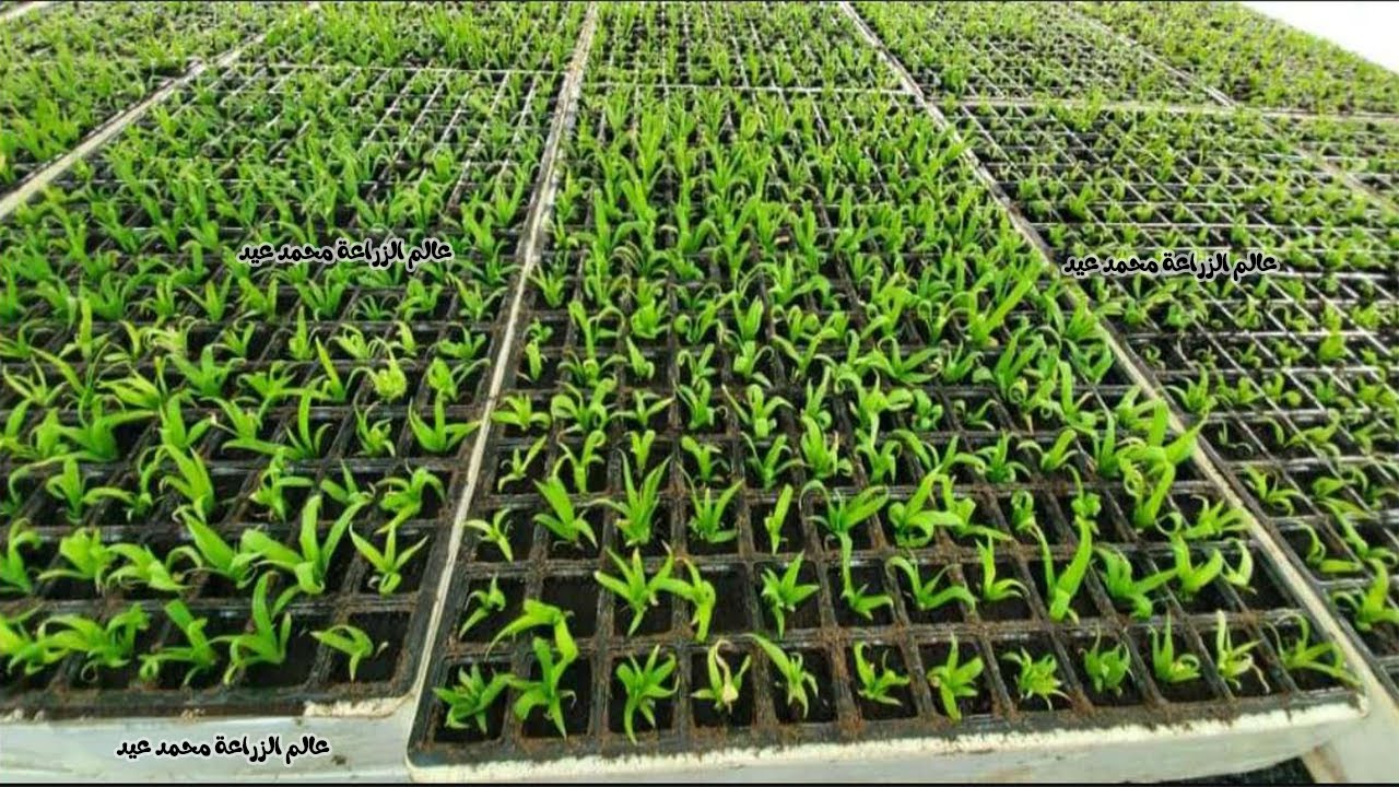 زراعة الاناناس عن طريق الأنسجة