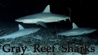 Aggregation of Gray Reef Sharks (Carcharhinus amblyrhynchos)  Kona, Hawaii  Baby Grey Sharks!!