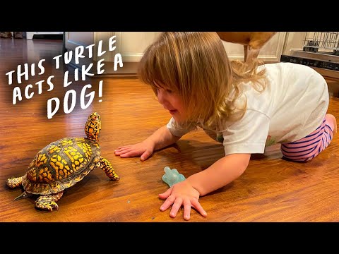 Video: Pet Scoop: 150 mārciņas bruņurupucis Atrasts viesabonēšanas pilsēta, Pup Pics palielina naudu labdarībai