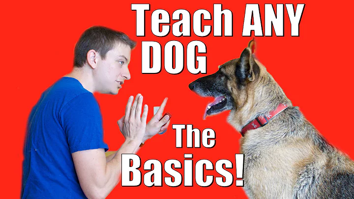 Dog Training 101: How to Train ANY DOG the Basics - DayDayNews