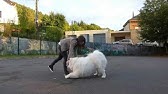 Brushing my Samoyed Sam Part 1 - YouTube