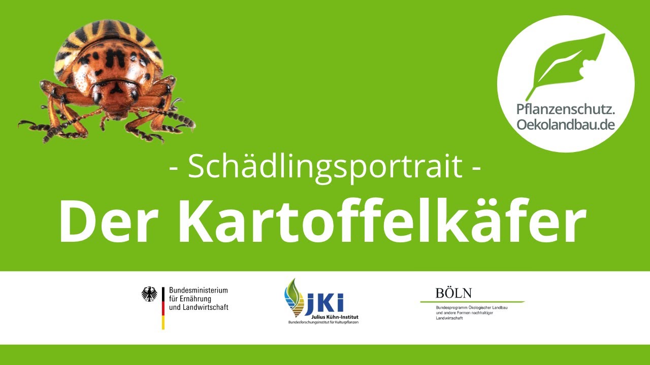 Kartoffelkäfer  - pflanzenschutz.oekolandbau.de - Schädlingsportrait