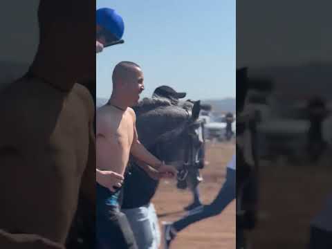 بطل أبطال الميادين مواليد 2020 شيخ الهلال الخيل العربية الحصان العربي فروسية سباقات الخيل 