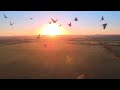 Epic Sunrise Flight | Birds in Cinematic Drone Shot #DroneFootage #Sunrise