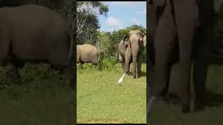 Elephants are playing with Egrets අලි කොක්  දබරය