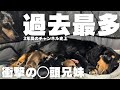 【ダックスの出産】お腹大きいな…と思っていたら過去最高頭数の兄妹でした