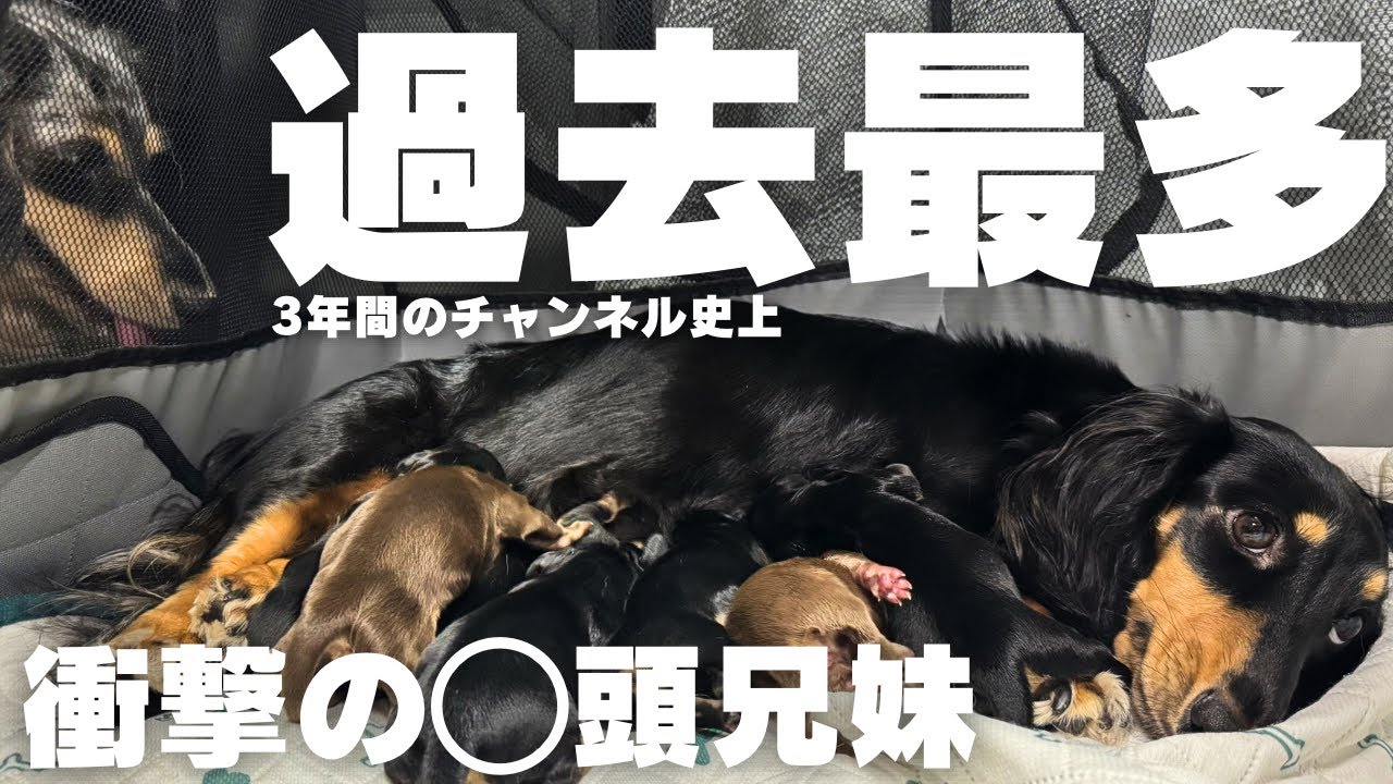 【ダックスの出産】お腹大きいな…と思っていたら過去最高頭数の兄妹でした