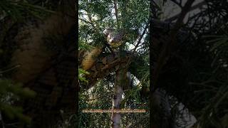 Anaconda La Serpiente Más Grande Del Mundo