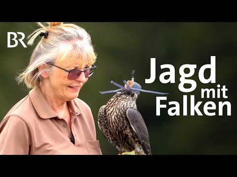 Video: In welchem Jahr wurden Falken geboren?