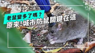 城市防鼠怎麼做？｜老「鼠」不相往來！(公視我們的島 第1361集 2026-06-08)