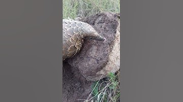 Rare footage of endangered pangolin hoovering up ants
