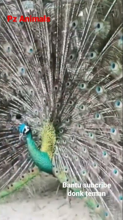 subhanallah..indahnya burung merak saat mekar