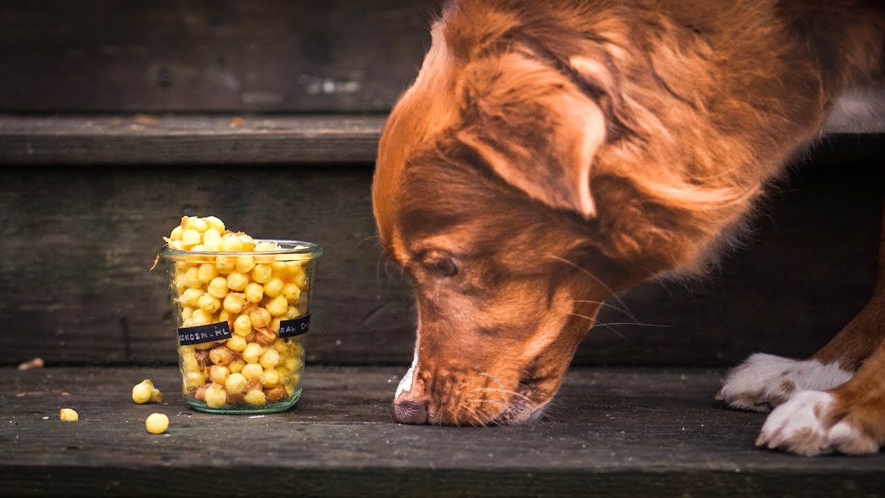 HUNDE Kokos Parmesan Ei LECKERLI | FEHLER KORREKTUR | Backmattenrezept (w/ English subtitles)