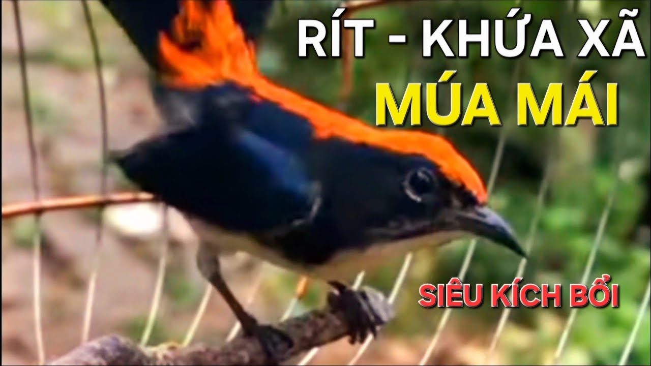 Chim ốc mít hót, khứa xã, rít múa mái không tạp âm siêu kích bổi/ Thú ...
