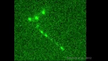 Molecular Biophysics of Mitosis: Microtubule tip-tracking by human Ska1 complex