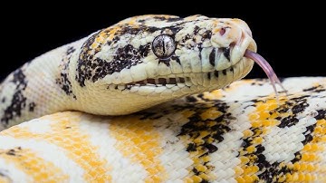 Albino Paradox x Albino Paradox, What
