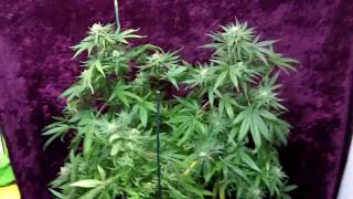 Cindy99 JWend.MOV