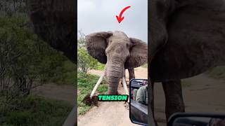 Massive Aggressive Bull Elephant Warns Safari Group