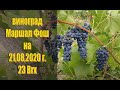 Виноград МАРШАЛ ФОШ (Marechal Foch) на 21,08,2020г. Технический сорт винограда описание.
