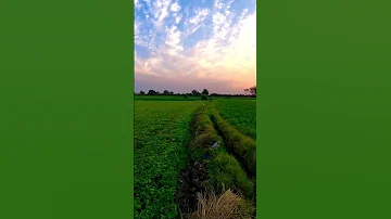 ال ذ ين ي ذ ك ر ون الل ه ق ي ام ا و ق ع ود ا و ع ل ى ج ن وب ه م بصوت المنشاوي 