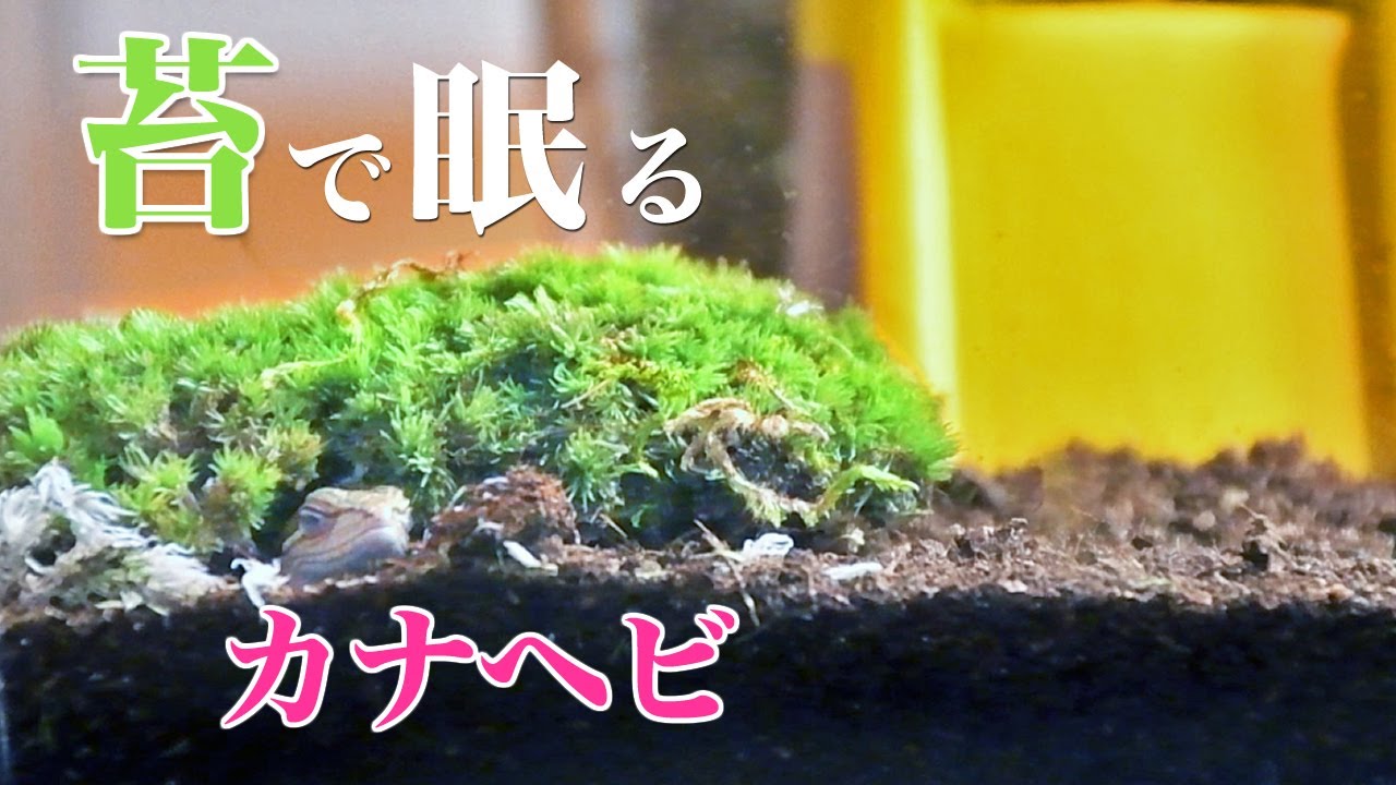 苔のお布団で寝るかわいいカナヘビ Youtube