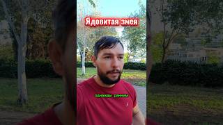 Ядовитая змея и женщина. #путьсердца #раскрытиесердца