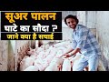 सूअर पालन करने में फायदा है या नहीं | Pig Farming In India |  सूअर पालन की सच्चाई