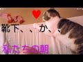 猫ちゃんたちの♥起床時