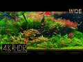 [Wide] Underwater Colors | Aquascape • Fixed 3hours 4K HDR 60fps Real Aquarium • Water sound