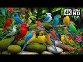 Most Beautiful Birds On Earth Video You Ll Ever See Part 1 Breathtaking Nature Healing Sounds