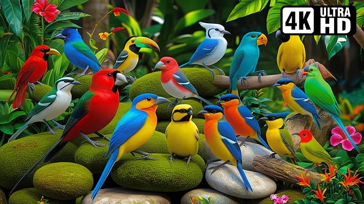 Most Beautiful Birds on Earth : Video You'll Ever See part 1| Breathtaking Nature & Healing Sounds