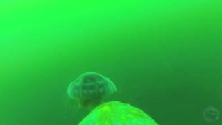 Turtle-cam: Leatherback feeding on jellyfish off Nova Scotia, Canada Sea Turtle Eats Jellyfish In Galapagos Islands Hd Video