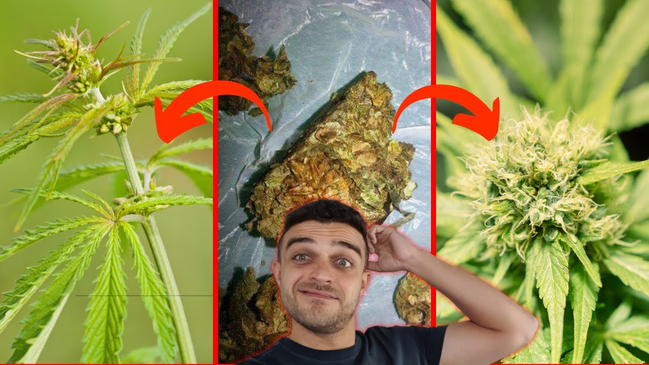 Semente de prensado é macho ou fêmea?