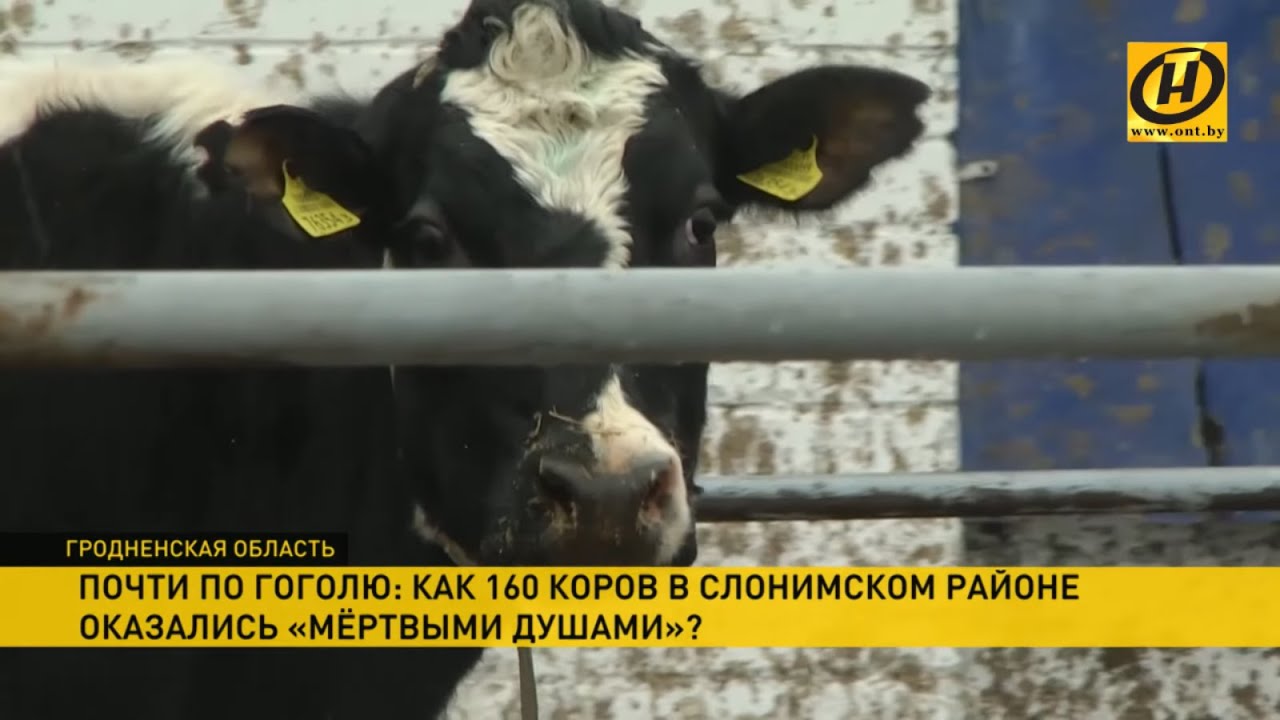 В хозяйстве под Слонимом дохнет молодняк - мертвых коров высчитывают из ...
